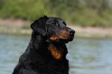 BEAUCERON 645